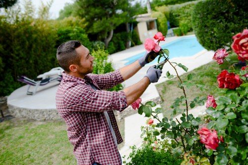 A man engaged in gardening activities in a well-maintained backyard garden, standing amidst lush green grass and various garden elements. In the foreground, he is pruning or inspecting a flowering rose bush with pink and red blooms, using gardening gloves for protection. Behind him, the garden features a neatly trimmed hedge or shrub border, an expanse of vibrant green lawn, and a paved patio area. The background includes a swimming pool with clear blue water, surrounded by a paved deck, and additional trees and garden vegetation providing privacy and natural scenery. The scene is illuminated by natural daylight, indicating a bright, possibly sunny day, with minimal cloud cover. The outdoor setting appears spacious, organized, and tranquil, complementing professional gardening and landscaping services aimed at enhancing garden aesthetics in the local area around Poplar or nearby London districts. This image underscores routine garden maintenance involving hedge trimming, plant care, and outdoor landscaping that businesses like Hedge Trimming Poplar typically offer to maintain such outdoor environments.